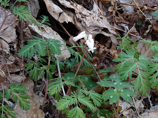 {Dicentra canadensis}